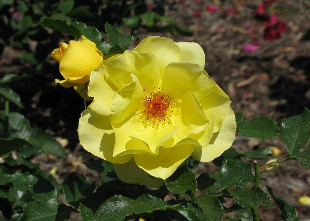  photo SunFlareatjudsonterraceIMG_0743640wide_zpsbd168aae.jpg